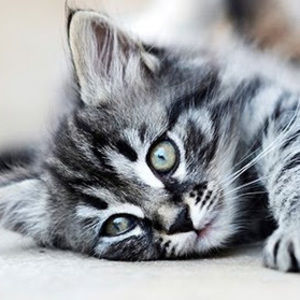 Meet your Posher, El-howayek